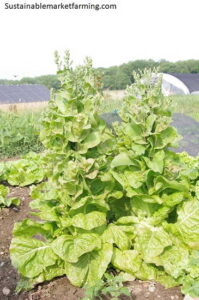 How to Delay Vegetable Crops from Bolting Image